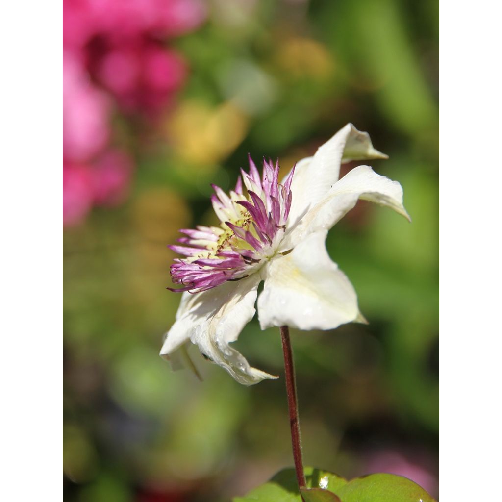 Clematis florida Sieboldii - Clematide
