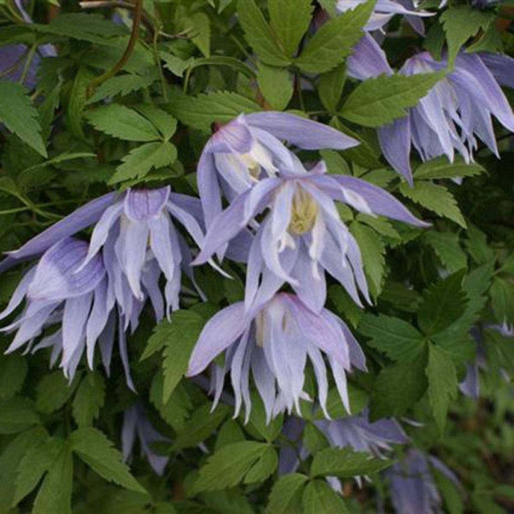 Clematis Eximia - Clematide