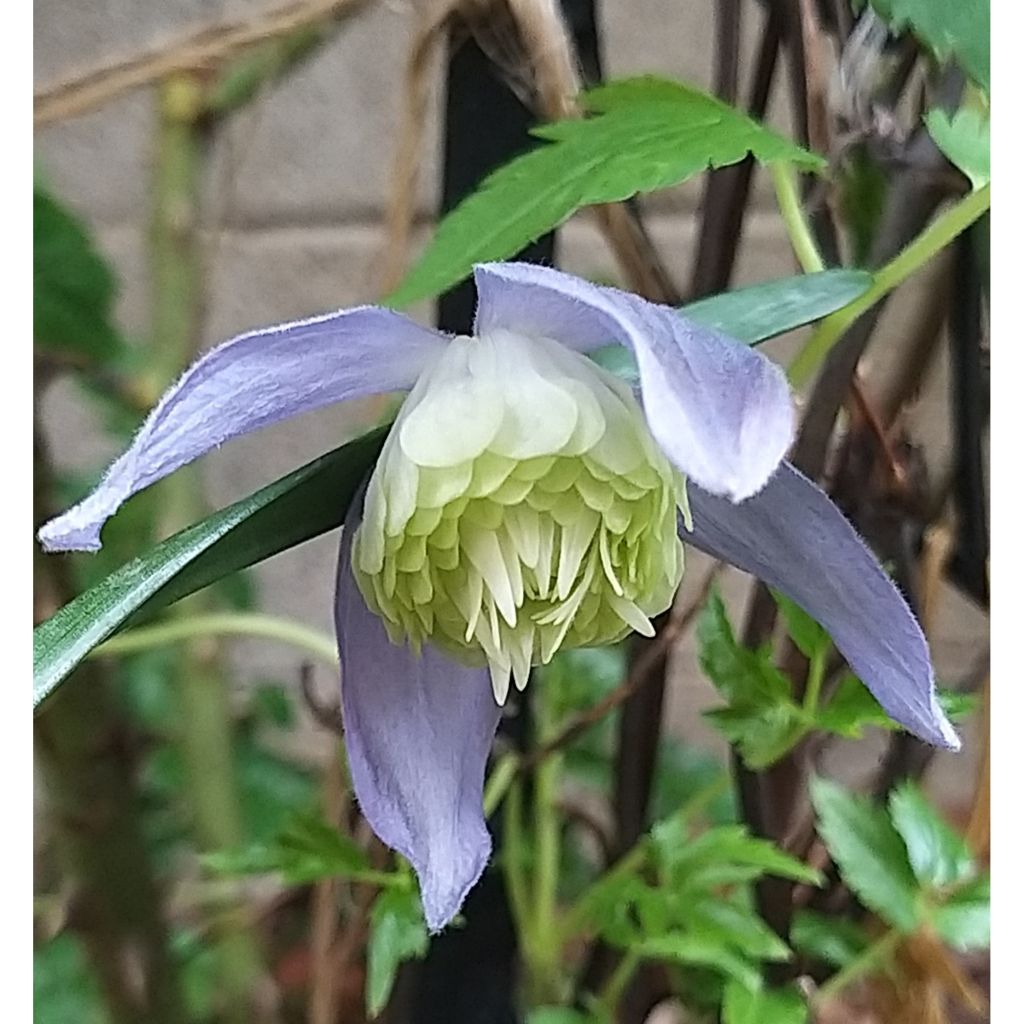 Clematis Ocean Pearl - Clematide