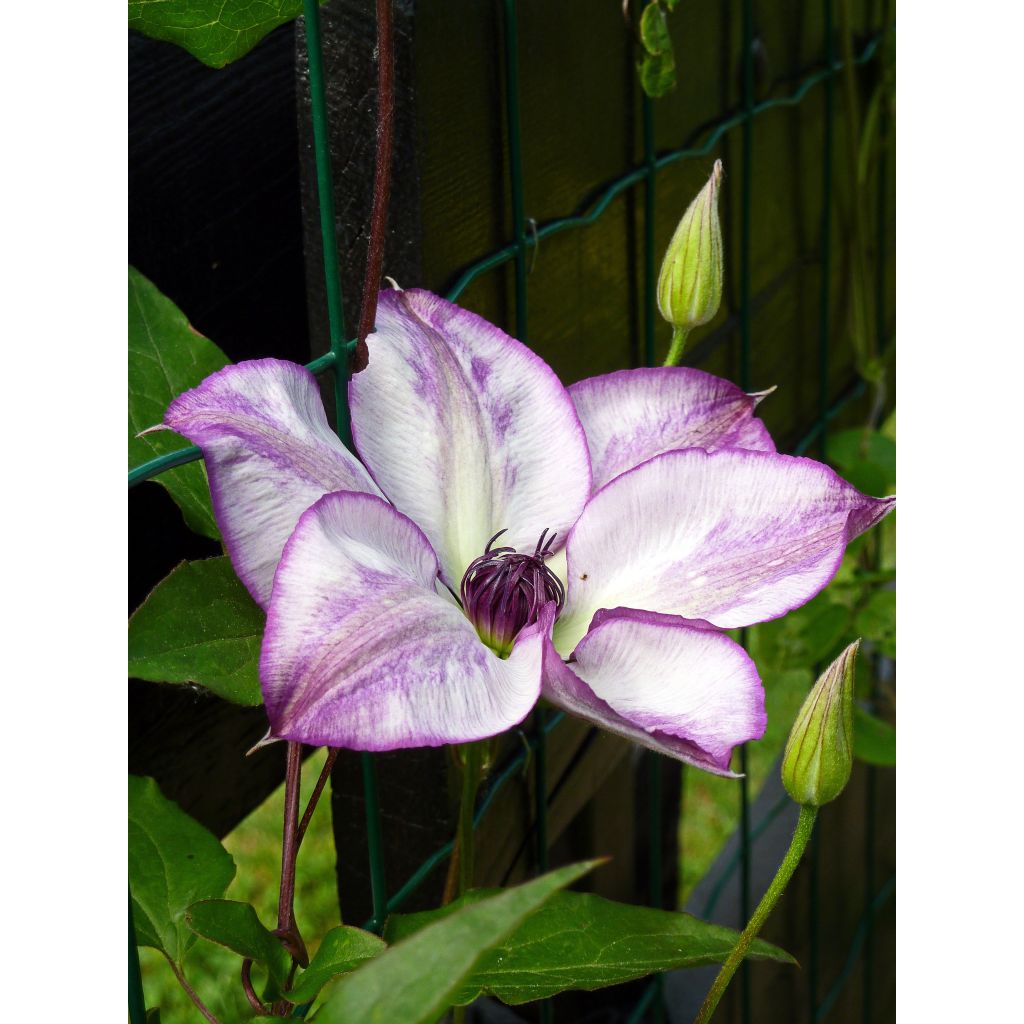 Clematis florida Fond Memories - Clematide