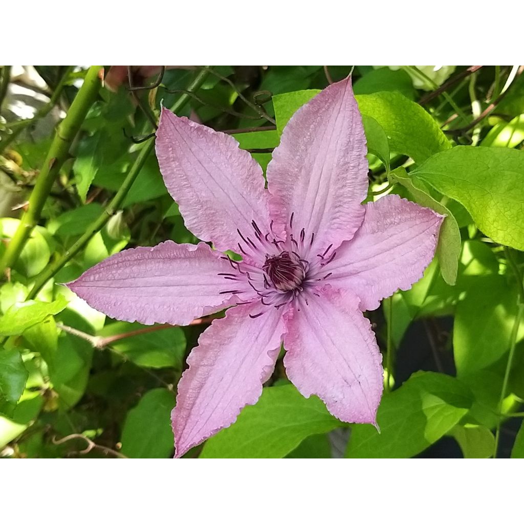Clematis Hagley hybride - Clematide