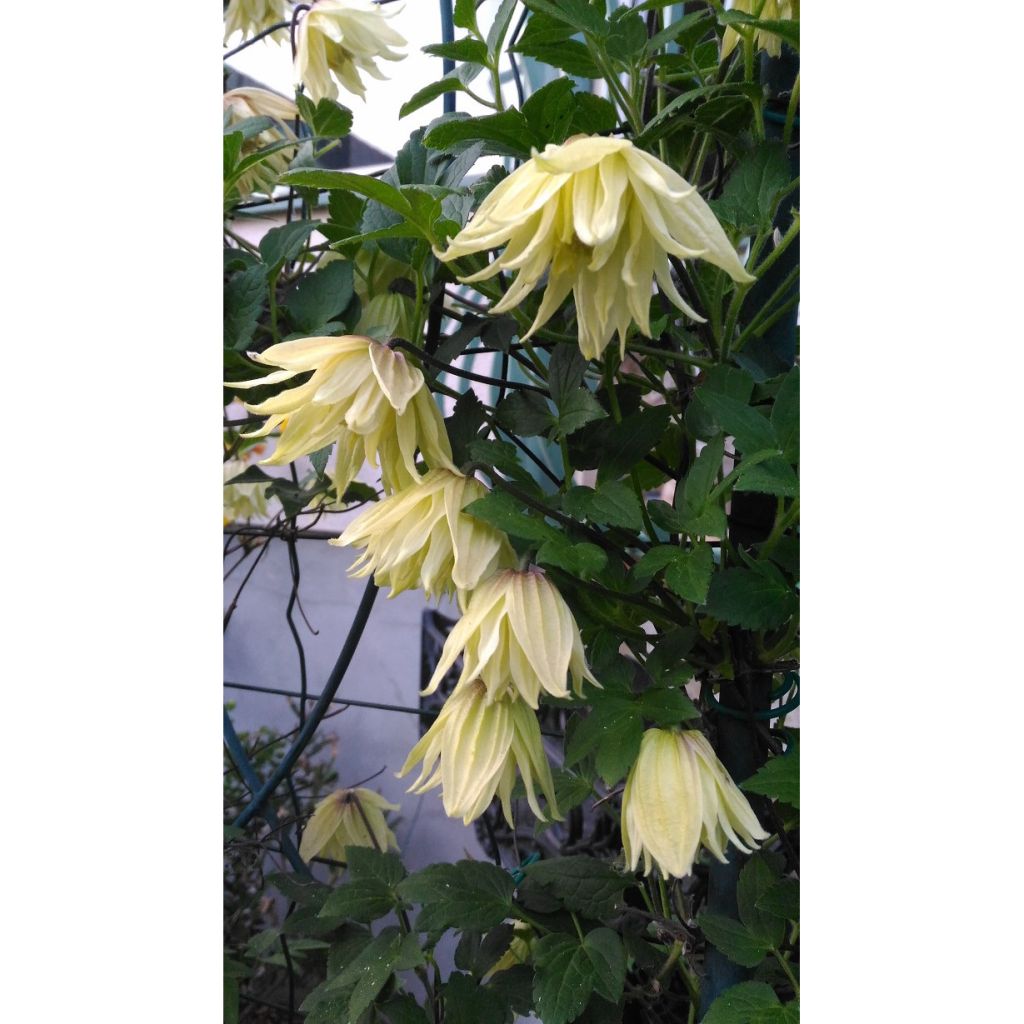 Clematis koreana Amber - Clematide