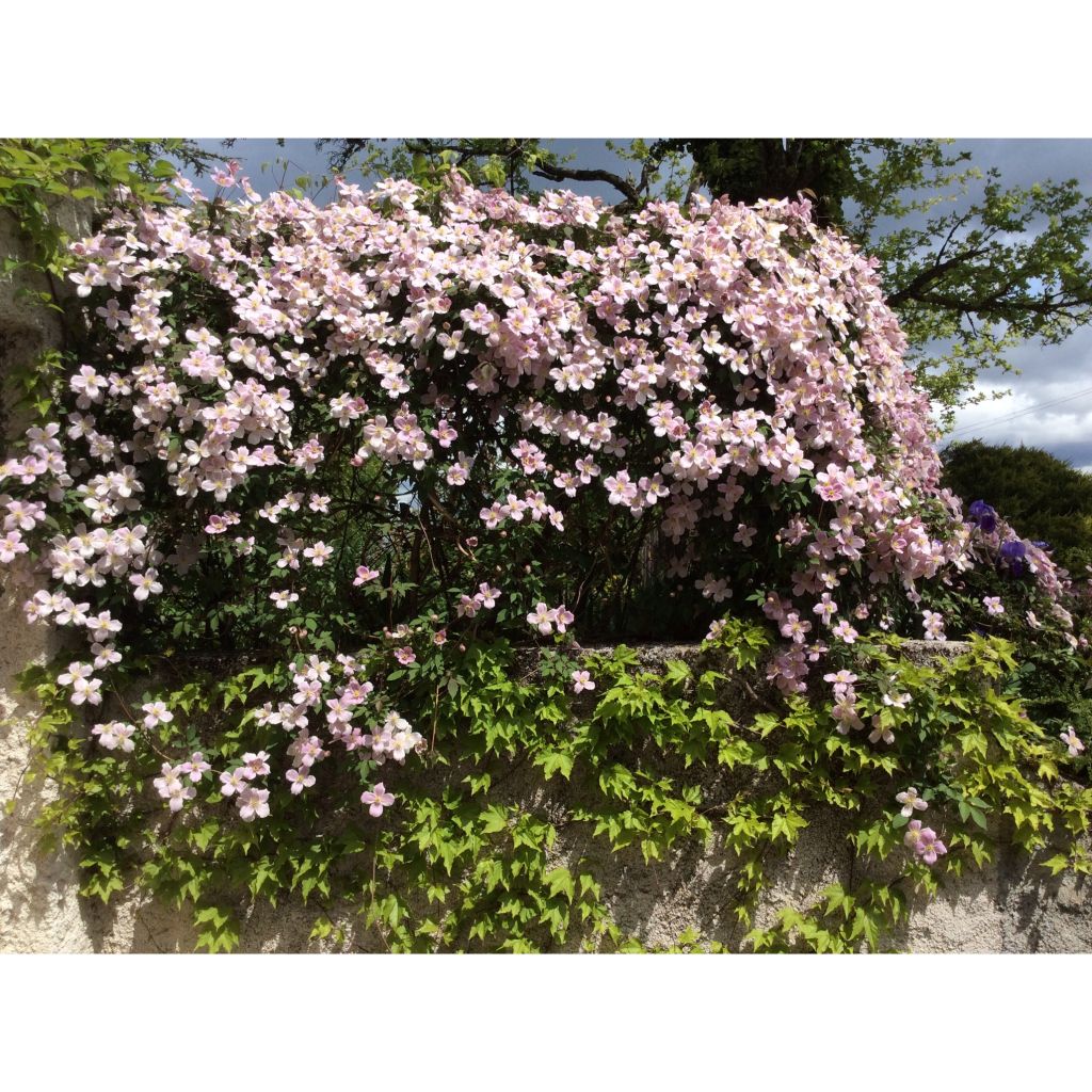 Clematis Sanssouci - Clematide