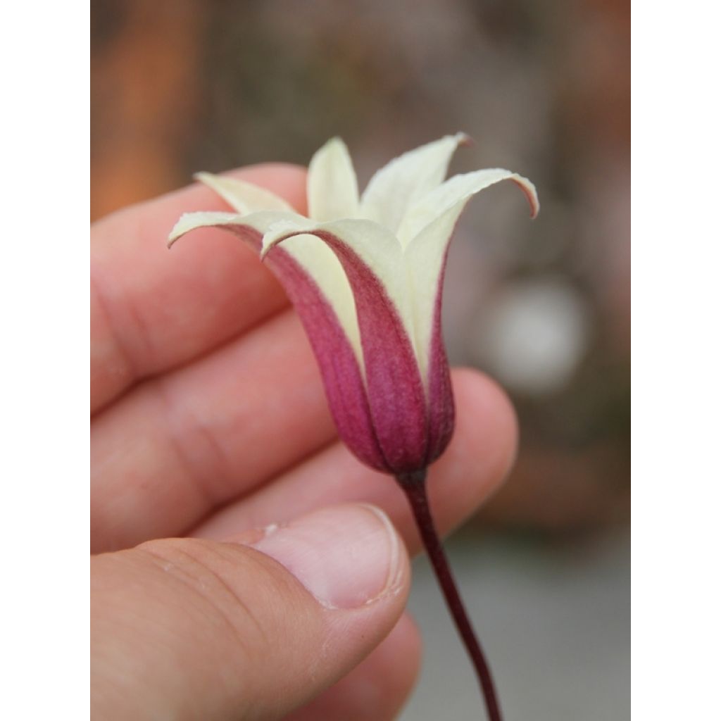 Clematis texensis Princess Kate - Clematide