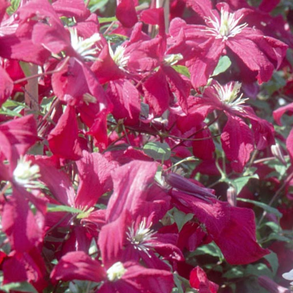 Clematis viticella Mme Julia Correvon - Clematide