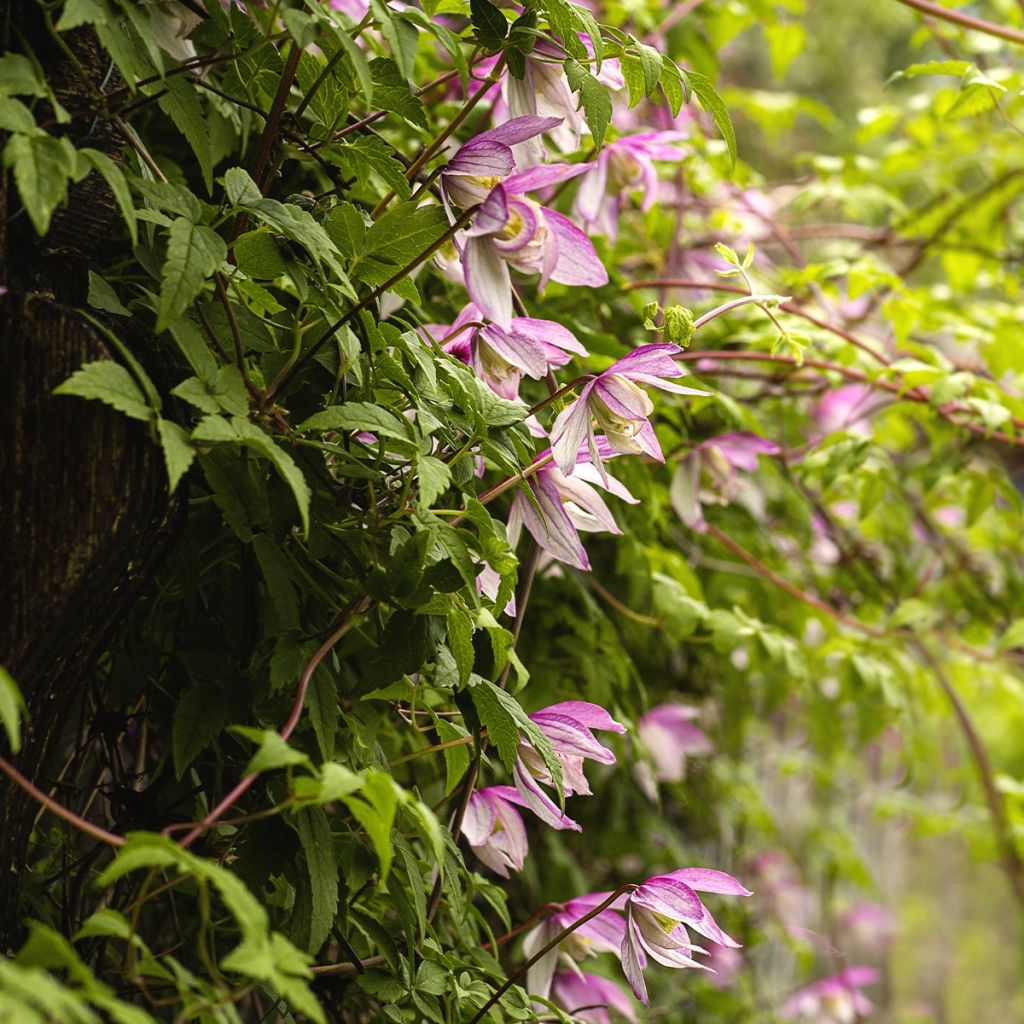 Clematis Willy - Clematide