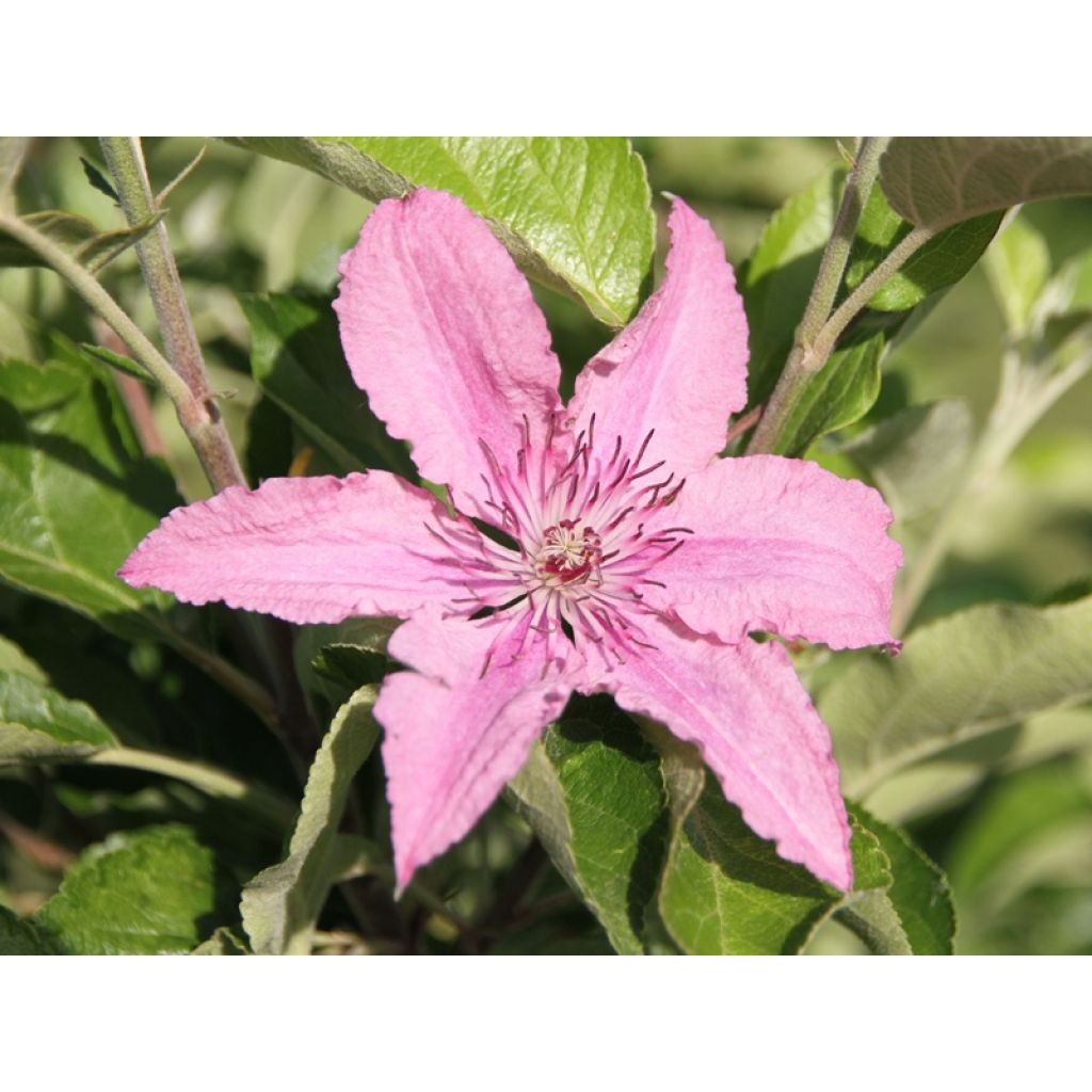 Clematis Hagley hybride - Clematide
