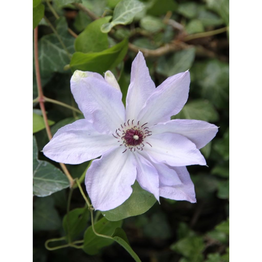 Clematis Ivan Olsson - Clematide