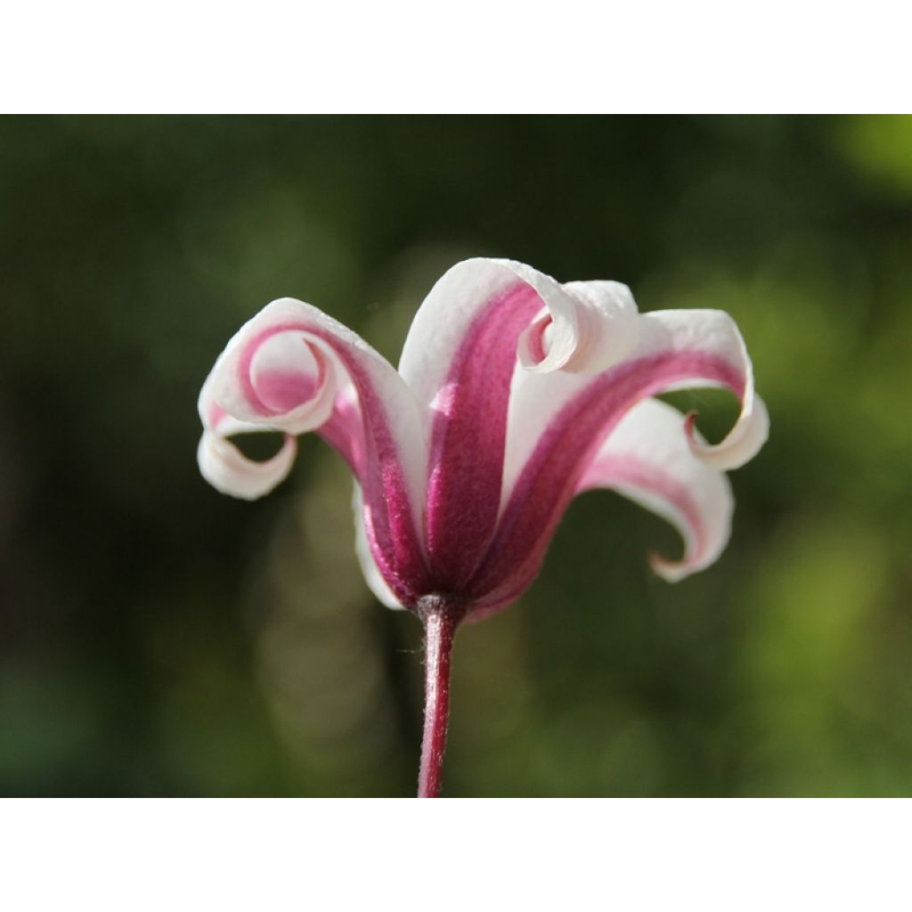 Clematis texensis Princess Kate - Clematide