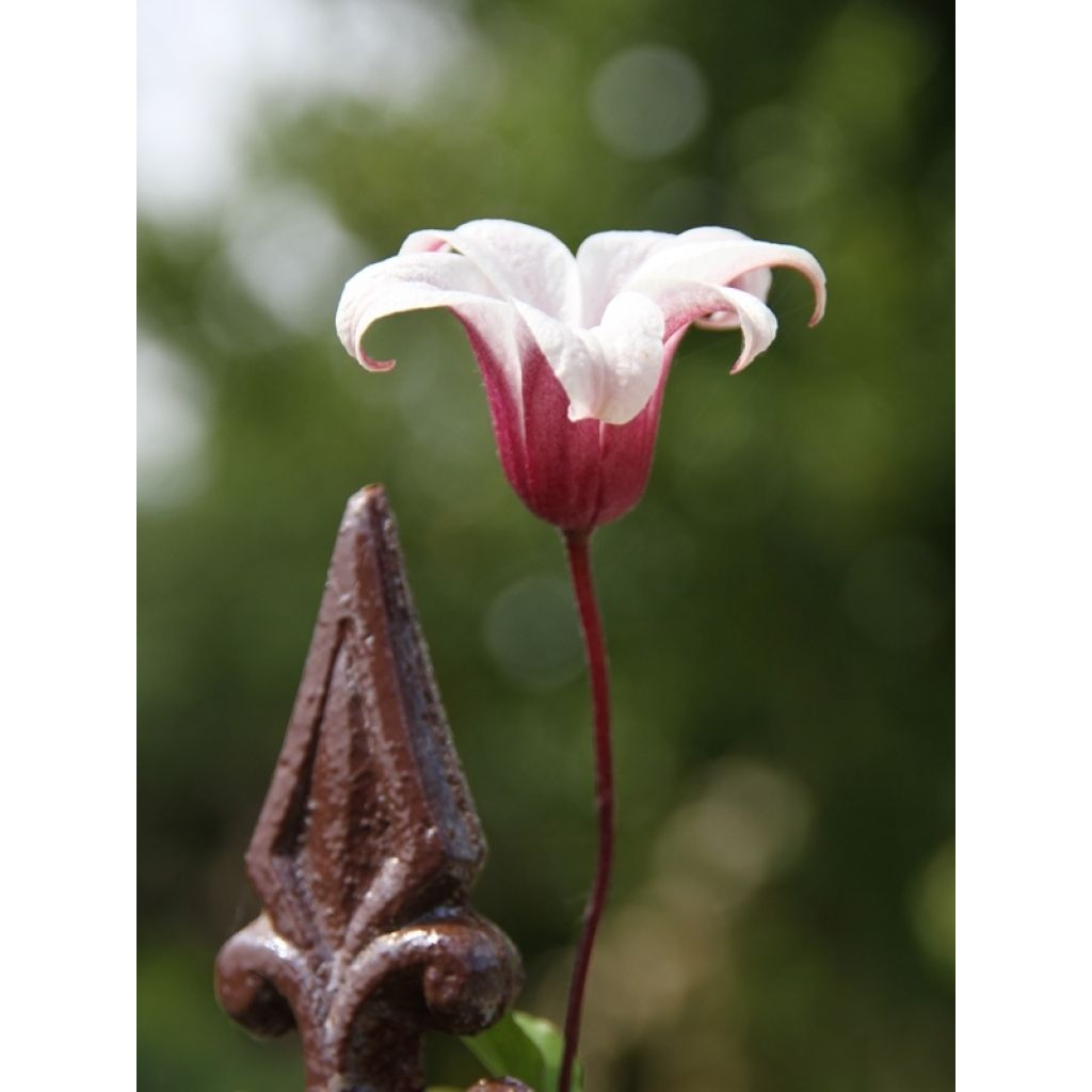 Clematis texensis Princess Kate - Clematide