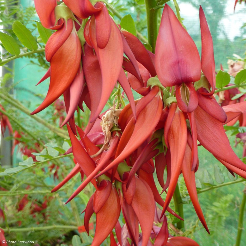 Clianthus puniceus Kaka King - Becco di Pappagallo