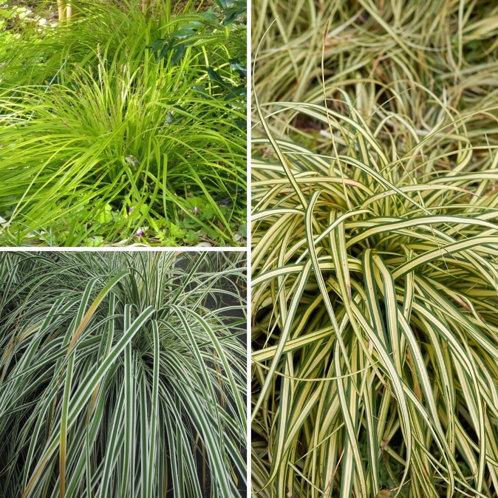 Collezione 3 Carex EverColor
