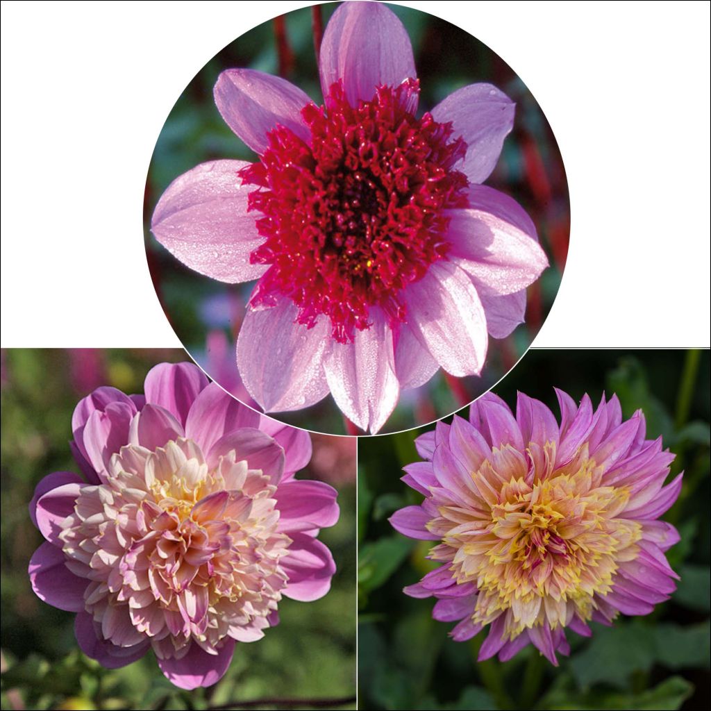 Collezione di Dalie a fiore d'anemone