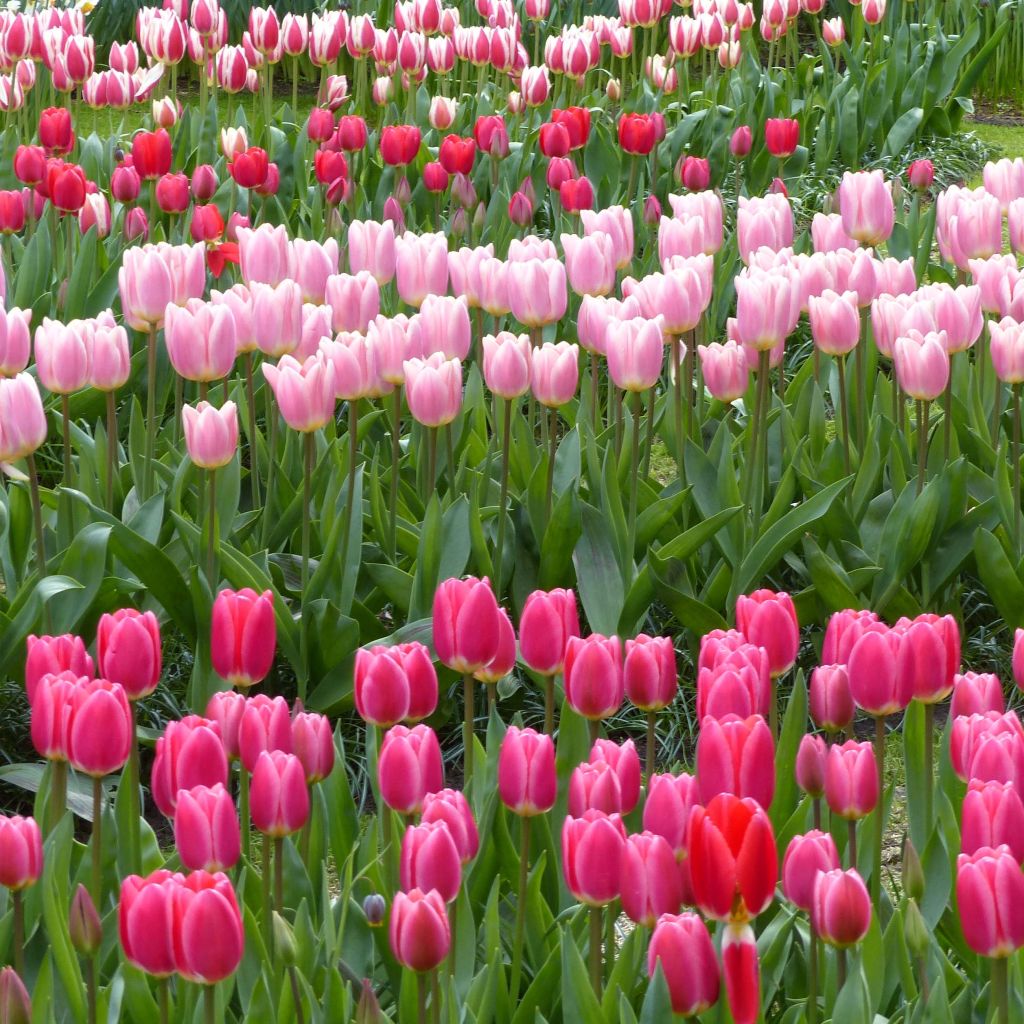 Collezione Tulipani Darwin Delight