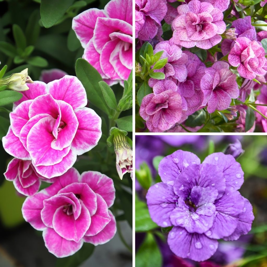 Collezione di 5 Calibrachoa doppi o Mini-petunie