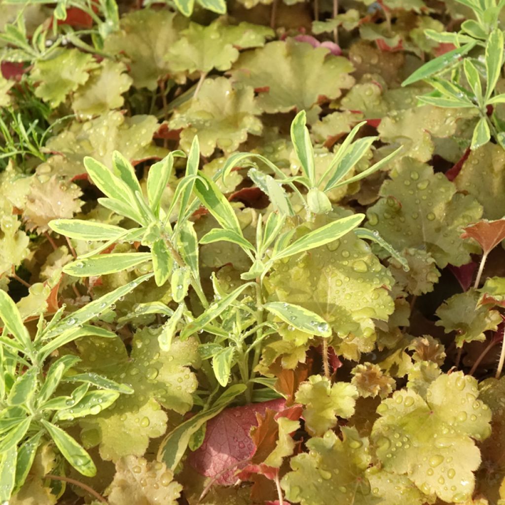 Composizione Hidden Treasure - composizione di 3 piante