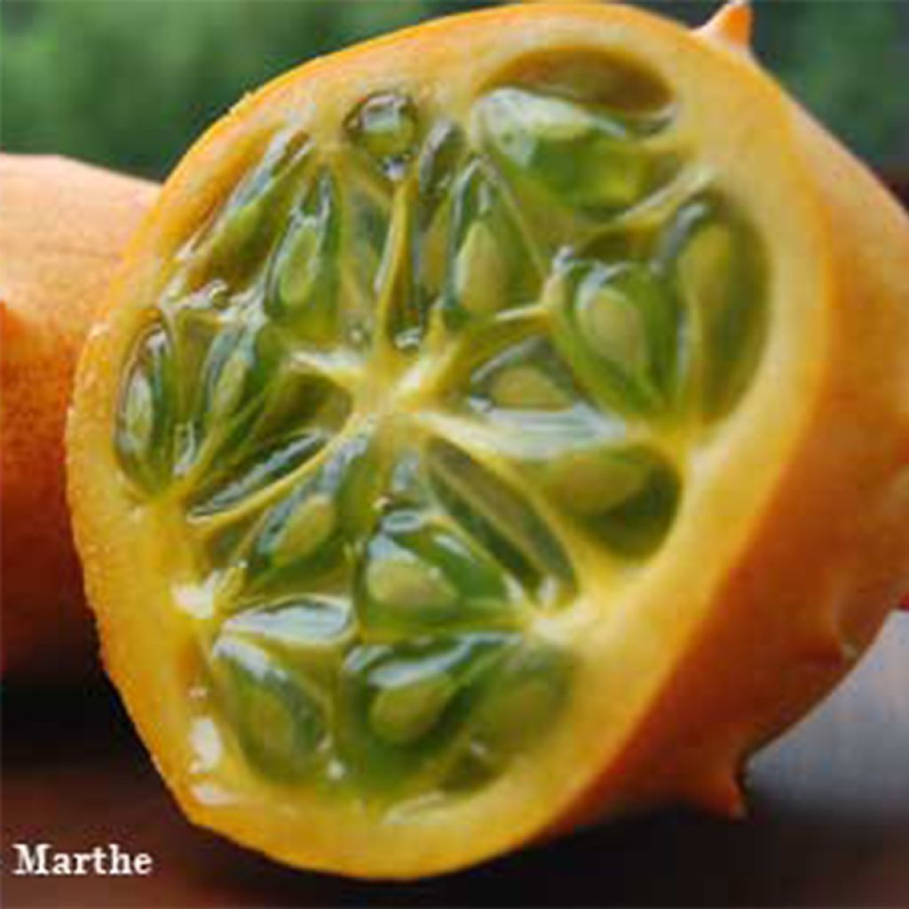 Cucumis metuliferus Bio - Ferme de Sainte Marthe - Kiwano
