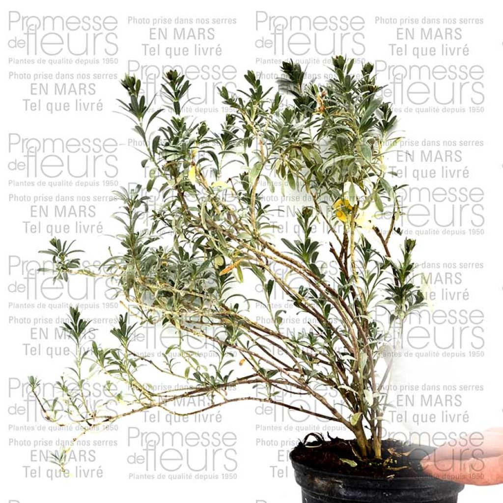 Convolvulus cneorum - Convolvolo bianco