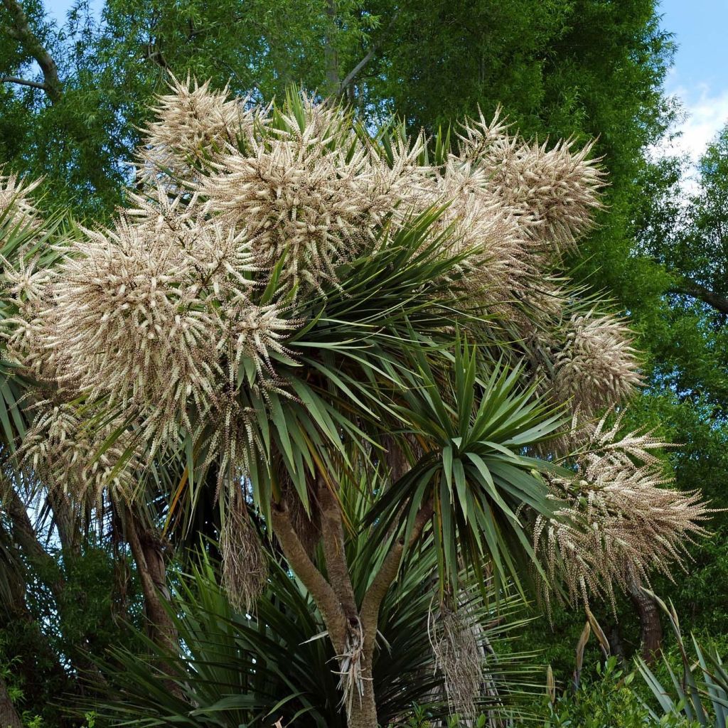 Cordyline australis - Cordiline