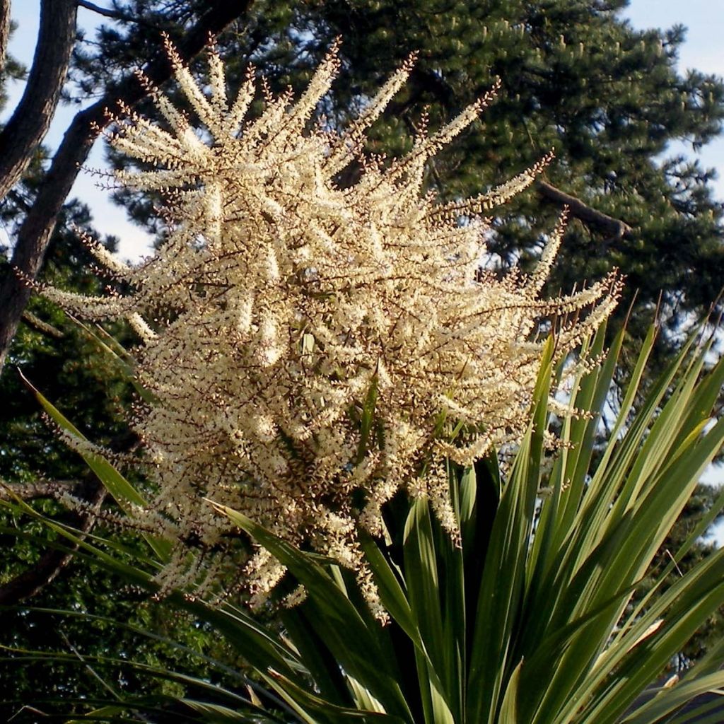 Cordyline australis - Cordiline