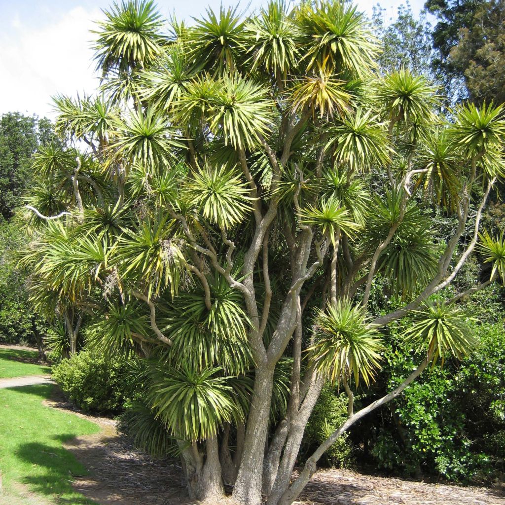 Cordyline australis - Cordiline