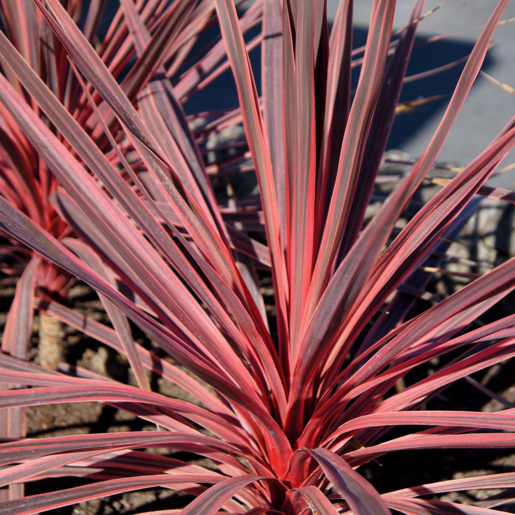 Cordyline australis Charlie boy - Cordiline