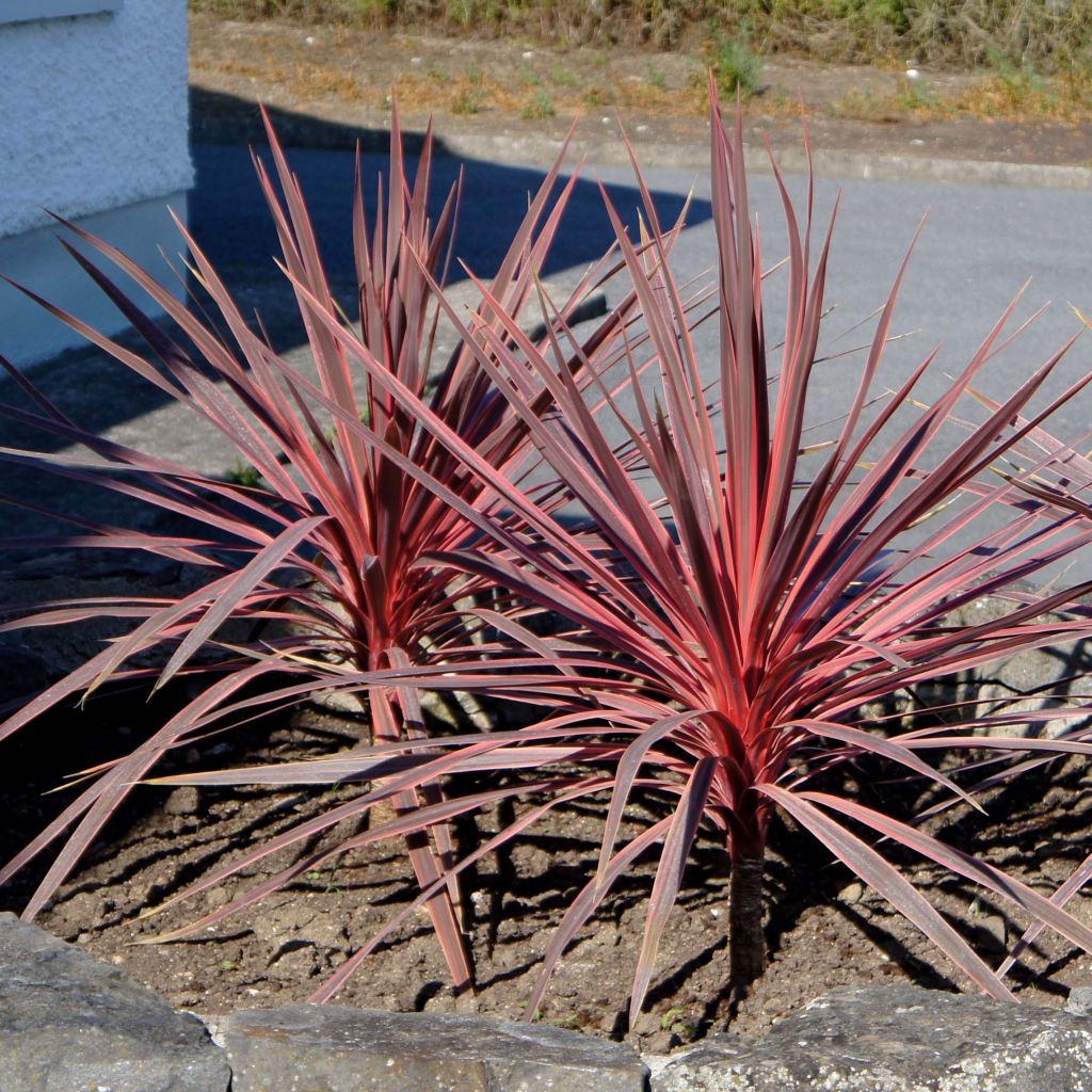 Cordyline australis Charlie boy - Cordiline