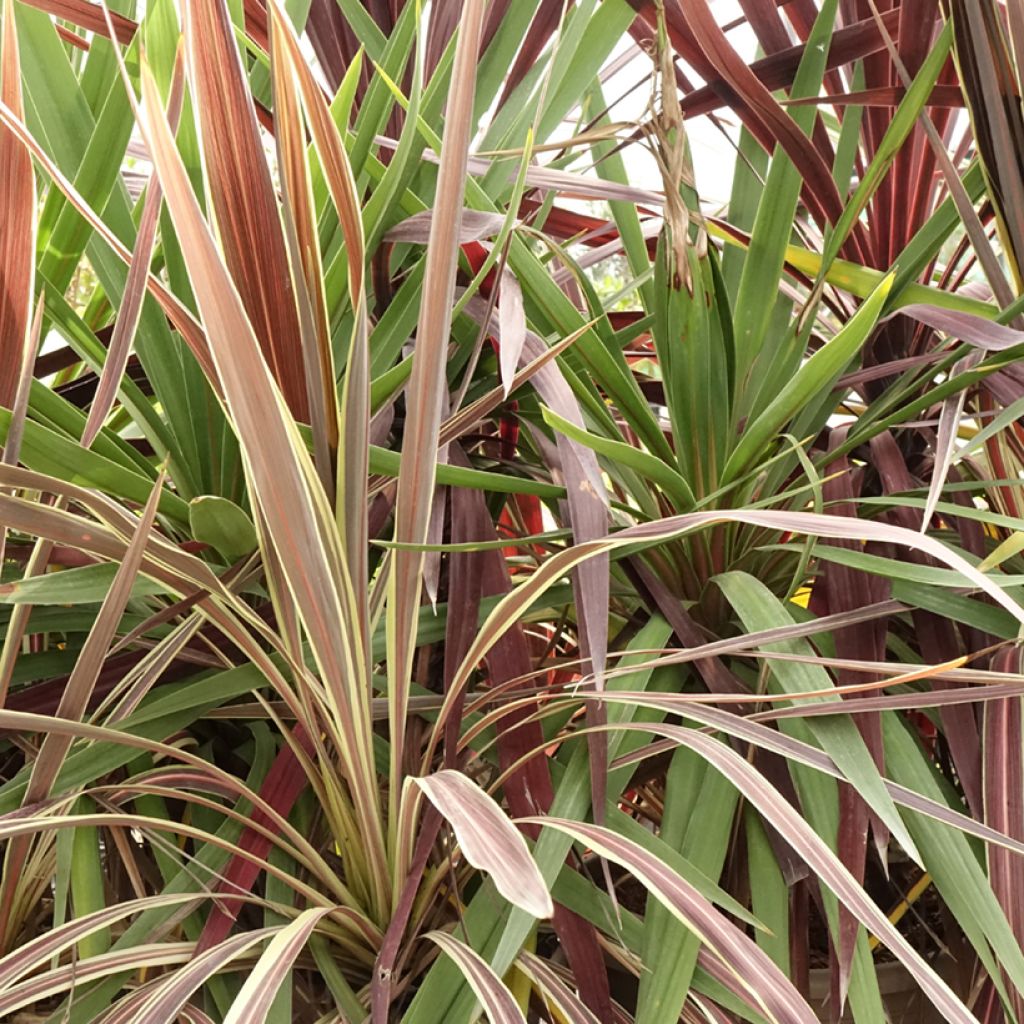 Trio di Cordyline Black Knight/Electric Flash/Peko