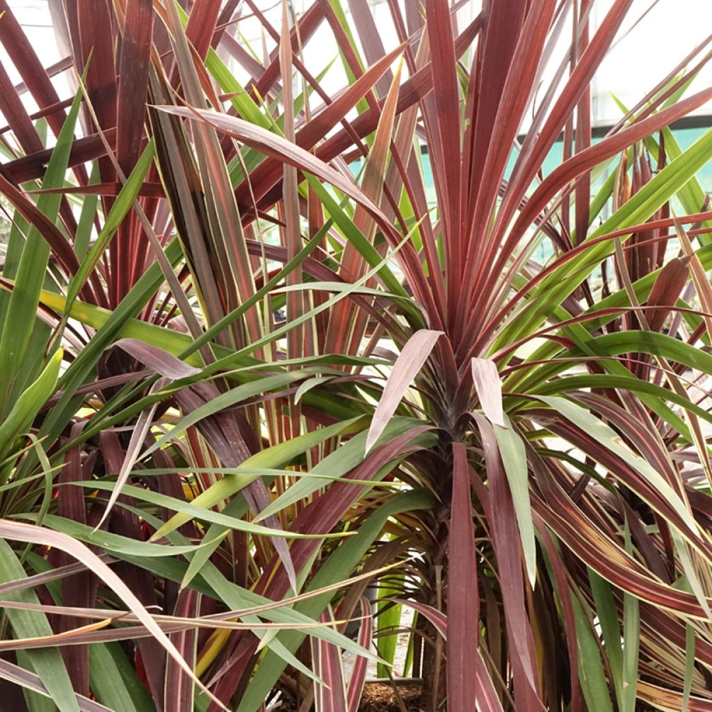 Trio di Cordyline Black Knight/Electric Flash/Peko