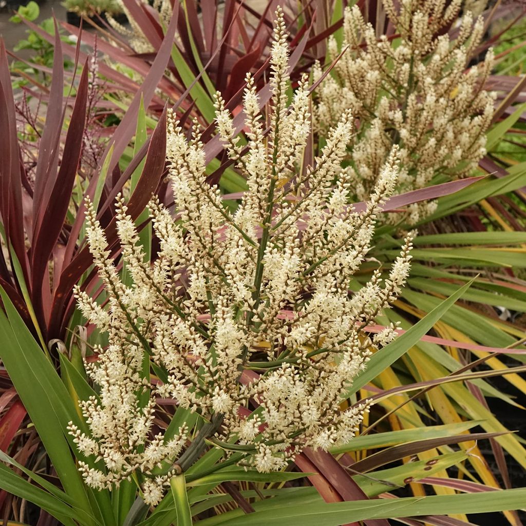 Trio di Cordyline Black Knight/Electric Flash/Peko