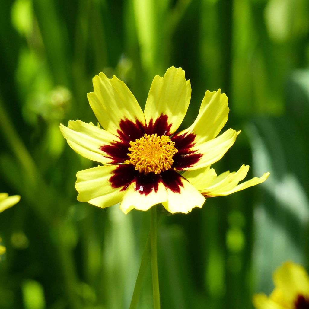 Coreopsis Cosmic Eye