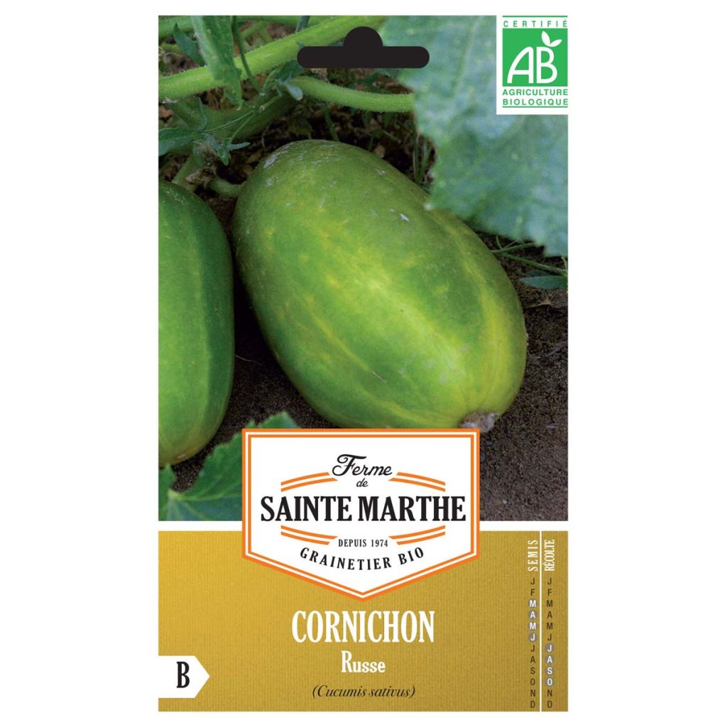 Cetriolino per sottaceto Russo