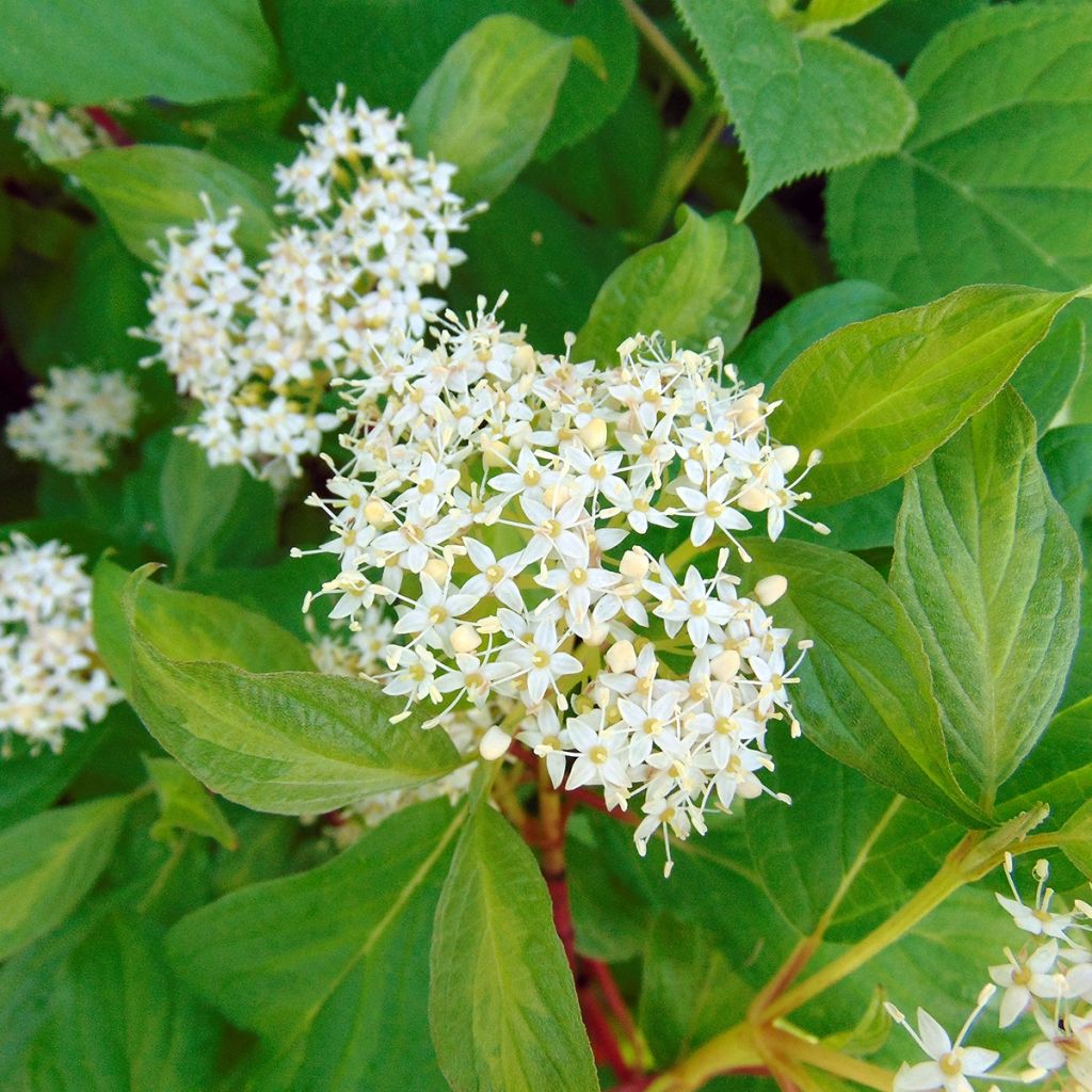 Cornus alba Baton Rouge