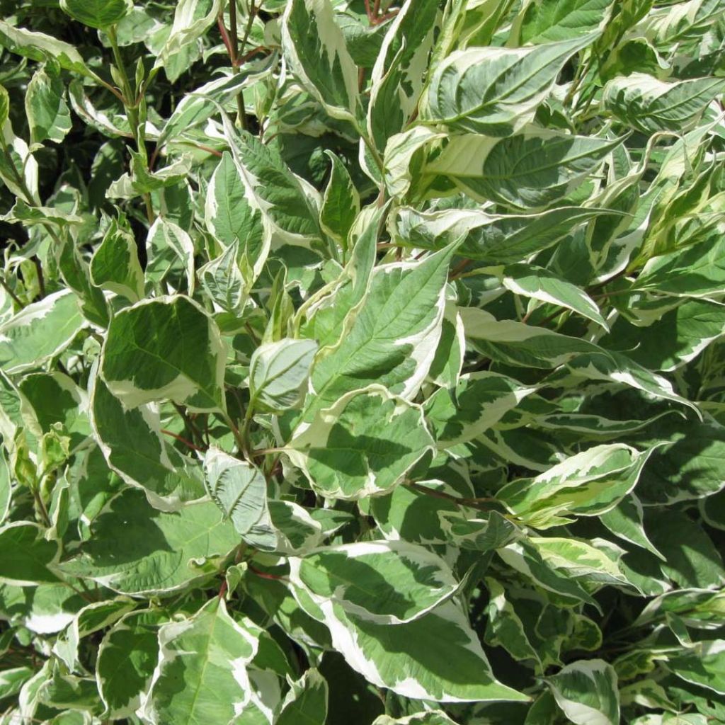 Cornus alba Ivory Halo