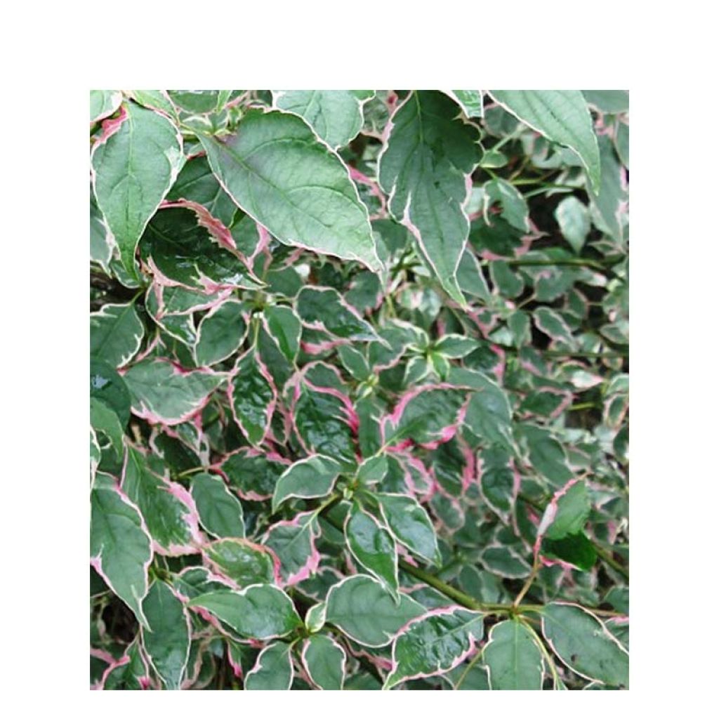 Cornus alternifolia Pinky Spots