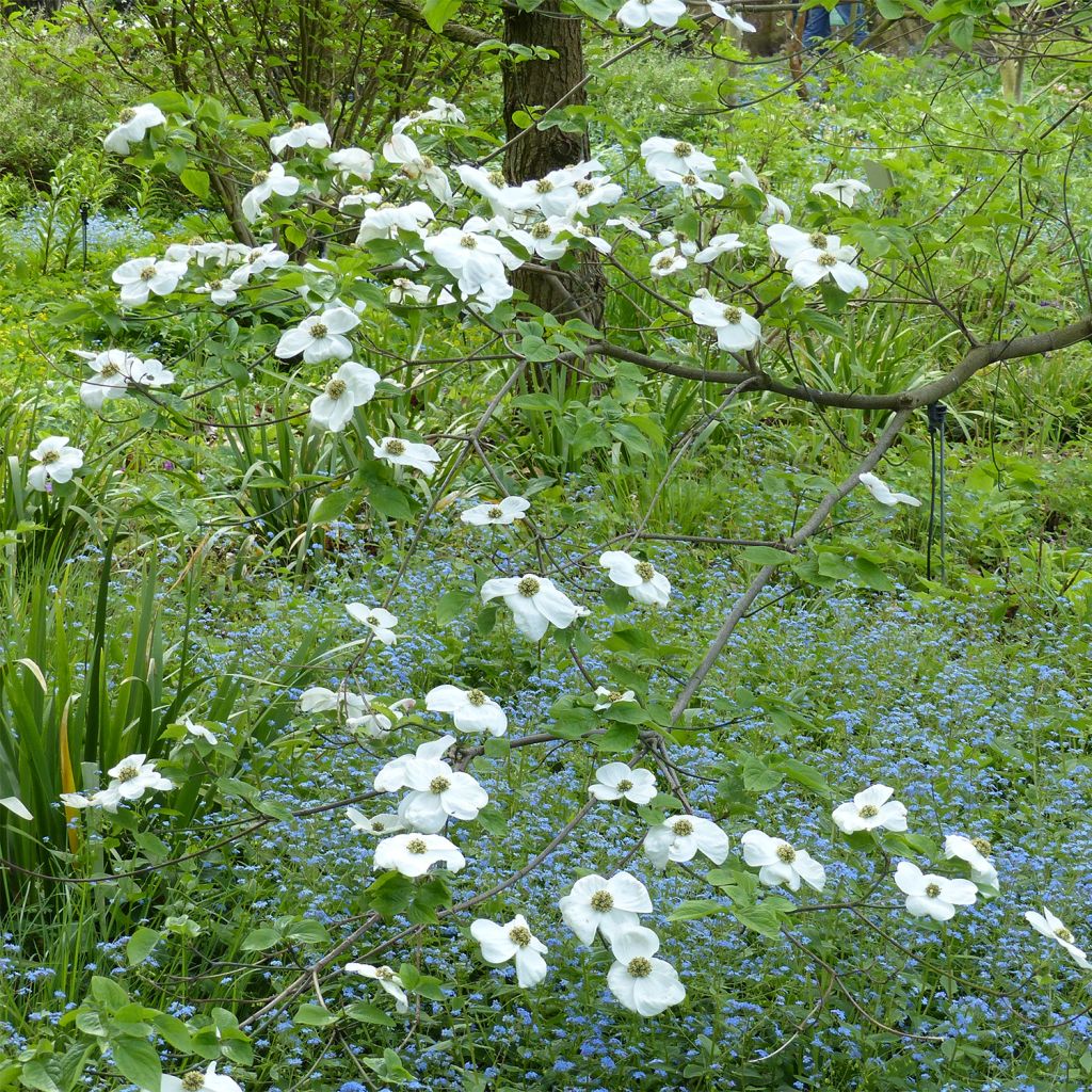 Cornus nuttallii Ascona - Corniolo da fiore