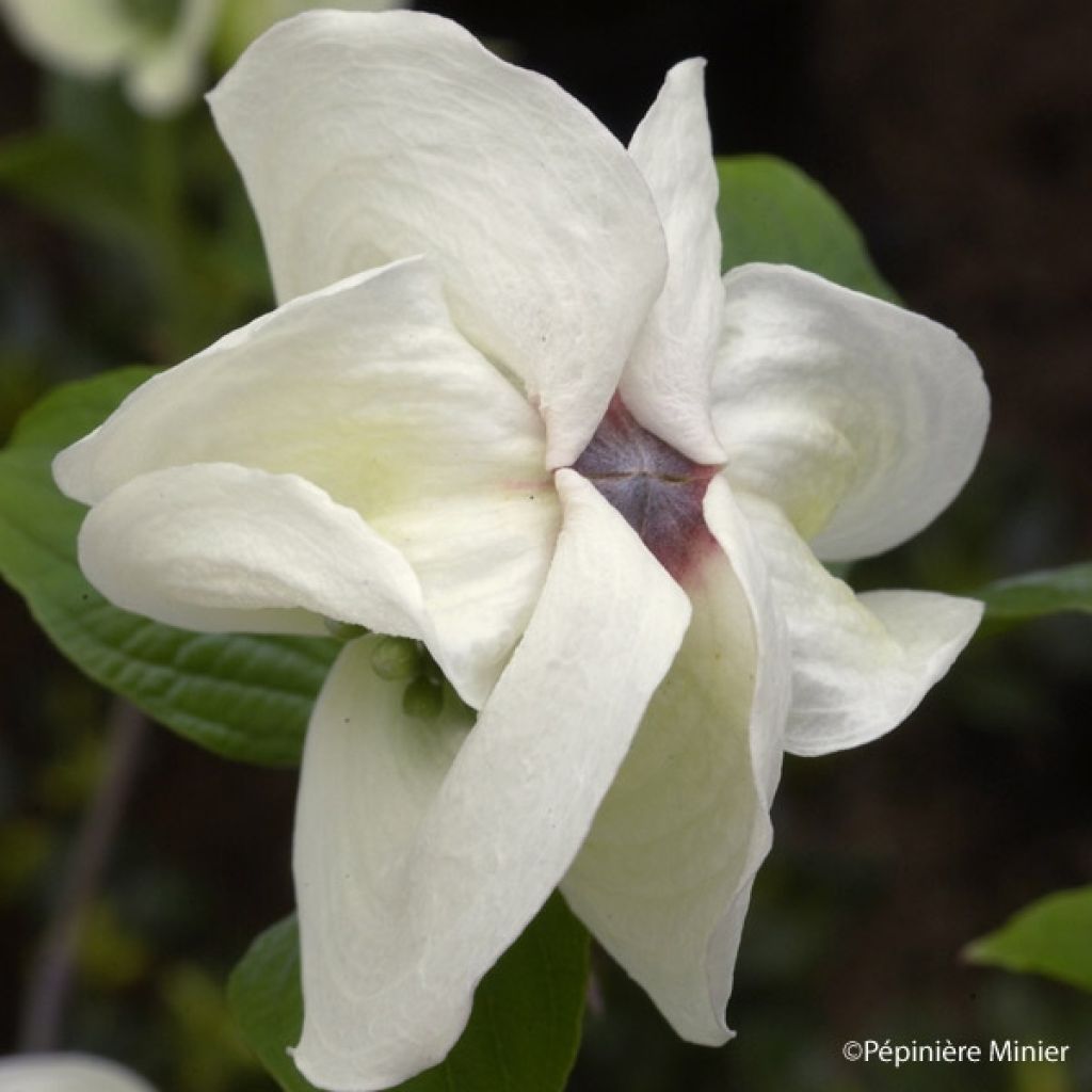Cornus florida Cloud Nine