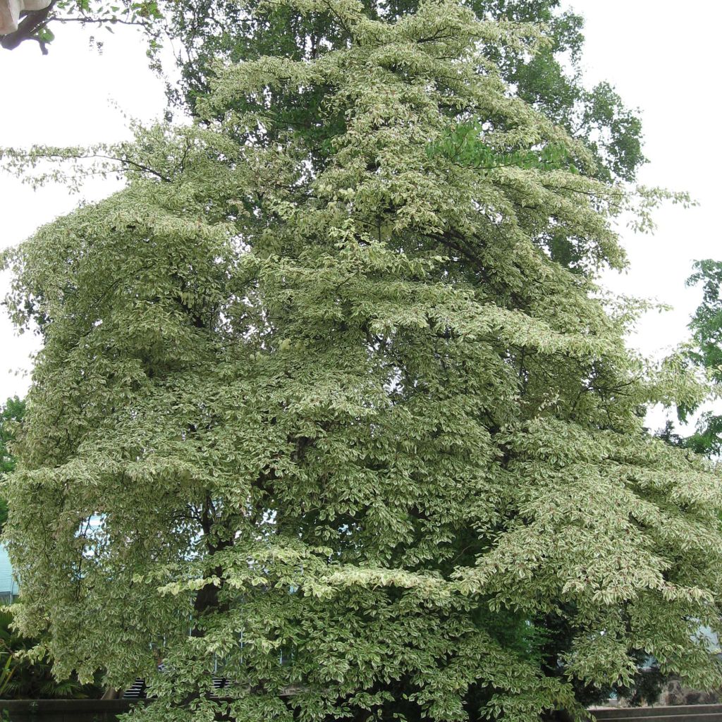Cornus controversa Variegata