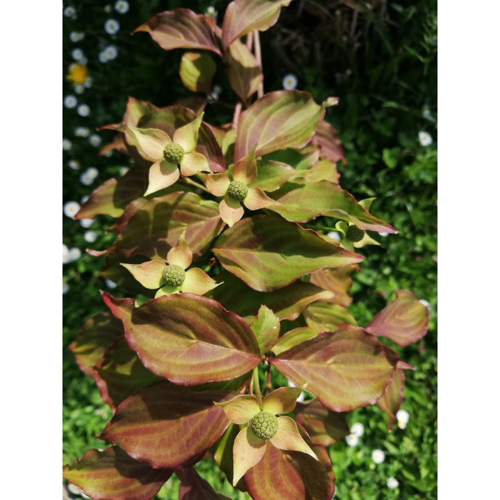 Cornus kousa Cappuccino - Corniolo giapponese