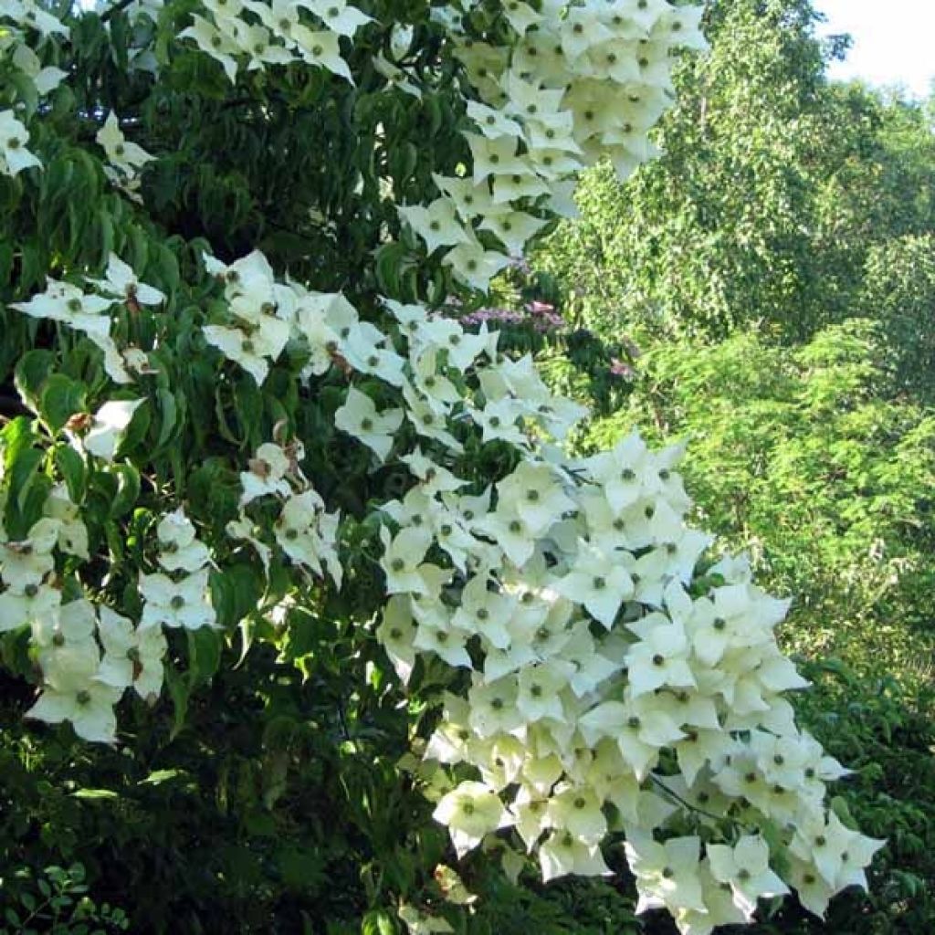 Cornus kousa Milky Way - Corniolo giapponese