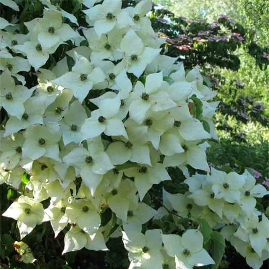 Cornus kousa Milky Way - Corniolo giapponese
