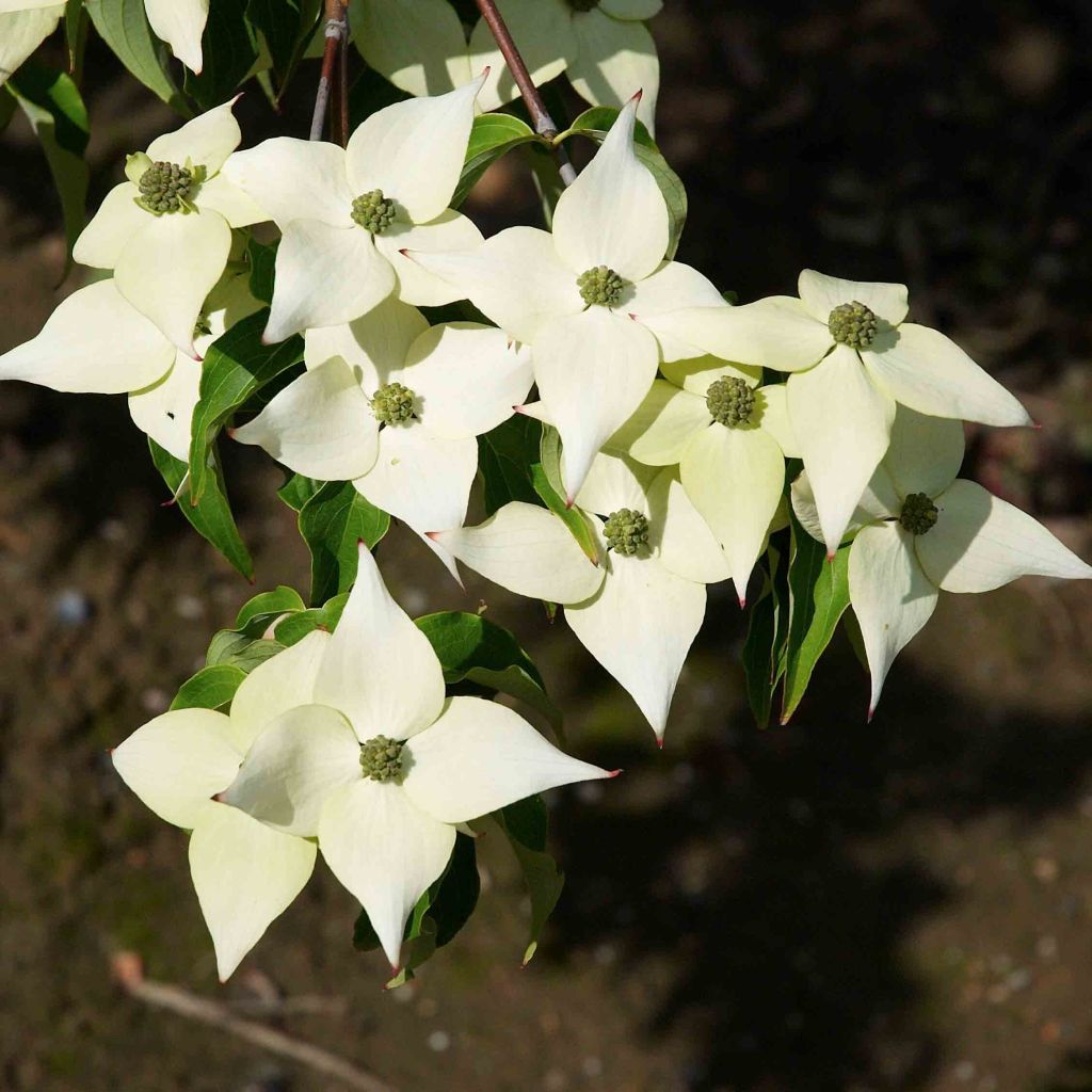 Cornus kousa Milky Way - Corniolo giapponese