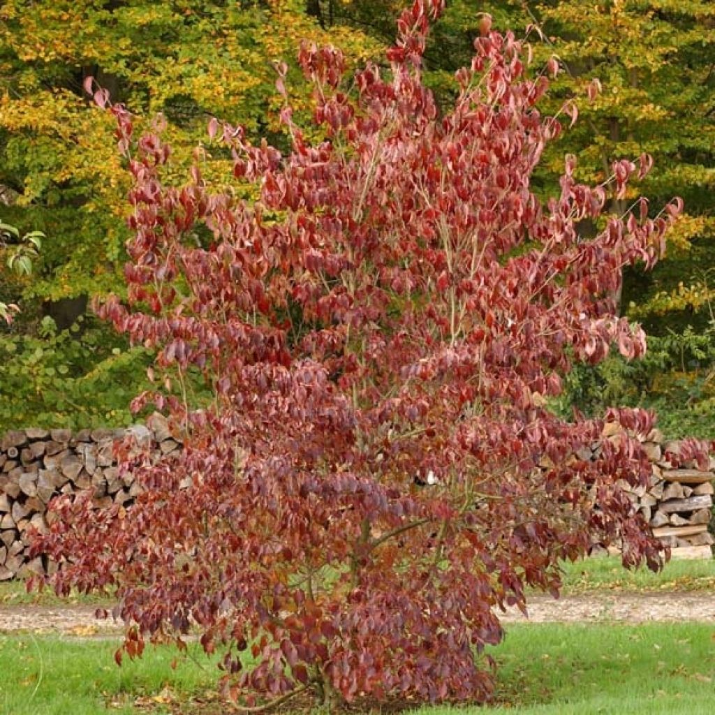 Cornus kousa subsp. chinensis Great Star - Corniolo da fiore
