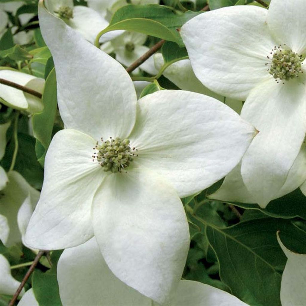 Cornus kousa subsp. chinensis Great Star - Corniolo da fiore