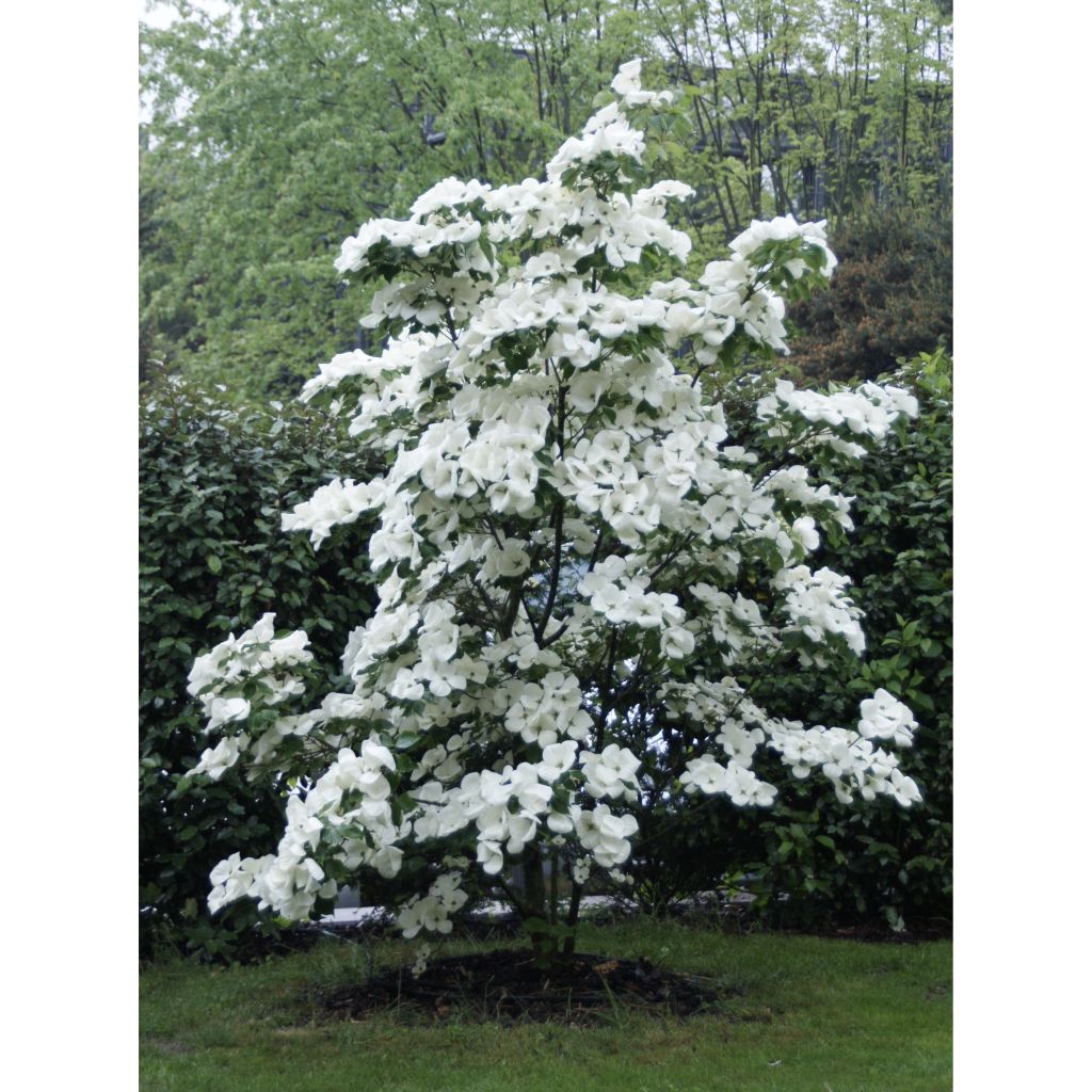 Cornus Venus - Corniolo da fiore