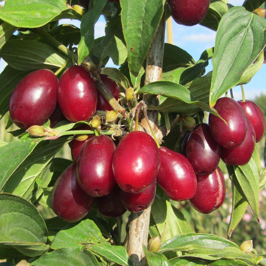 Cornus mas Jolico - Corniolo