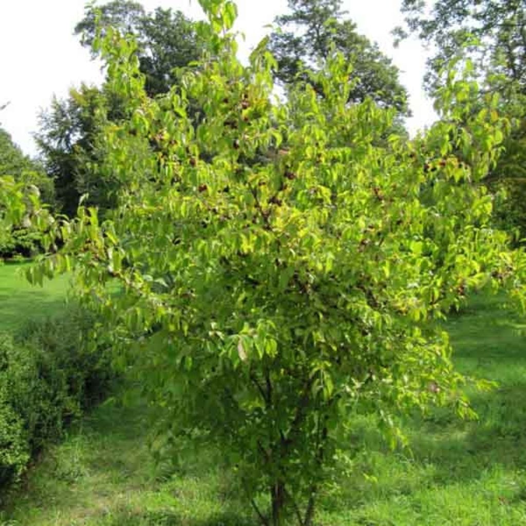 Cornus mas - Corniolo