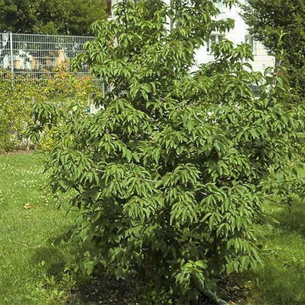Cornus mas Schönbrunner Gourmet Dirndl - Corniolo