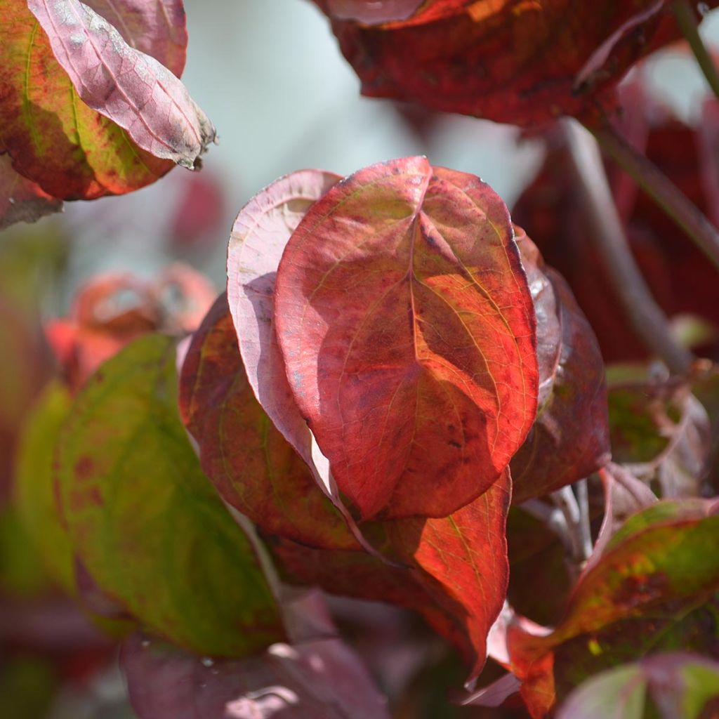 Cornus florida Rubra
