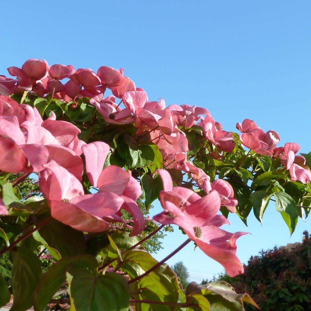 Cornus kousa Satomi - Corniolo giapponese